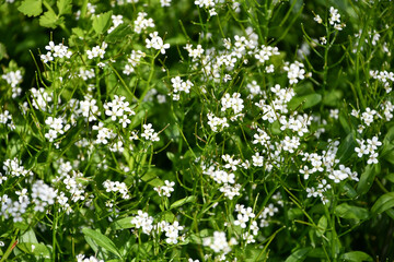 ニシノオオタネツケバナ　Cardamine longifructus