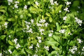 ニシノオオタネツケバナ　Cardamine longifructus