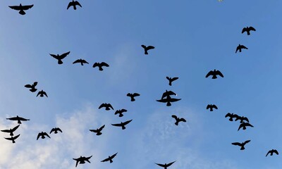 birds flying freely in the blue sky