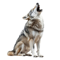 Lone wolf howling with expressive posture, strong wildlife presence, isolated on transparent or white background, png