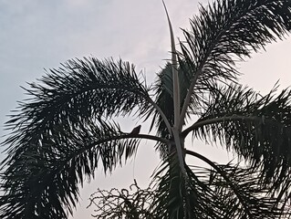 silhouette of palm tree