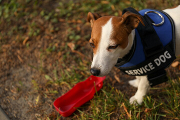 Cute Jack Russell Terrier wearing service dog vest outdoors, space for text