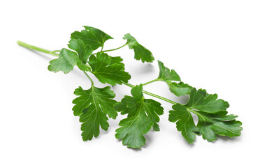 Sprig of fresh parsley isolated on white