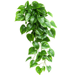 A Lush Green Pothos Plant with Trailing Vines Isolated on Transparent Background