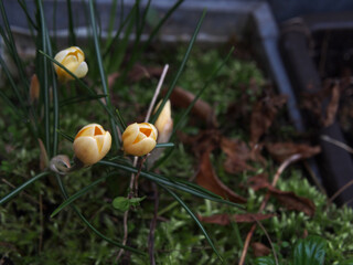 Close-up of three yellow crocuses (crocus vernus) sprouting out of bulbs among dry fallen leaves. Bonn, Germany. Concept: spring, new beginnings, fresh start, seasons, awakening, signs of spring, 
