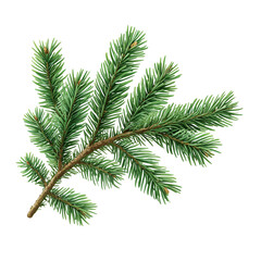 Green fir tree spruce branch with fresh needles, botanical winter holiday decoration, isolated on transparent or white background, png