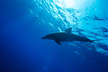 ミナミハンドウイルカ　小笠原　東京都