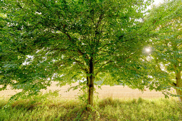 Tree, forest and leaves with growth, outdoor and landscape with foliage, moss or plants in summer. Woods, green and sunshine in nature, environment and sustainability for flora ecosystem in Denmark