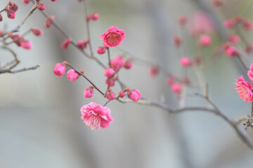ようやく咲き始めたピンク色の梅の花　神戸市東灘区の公園で撮影