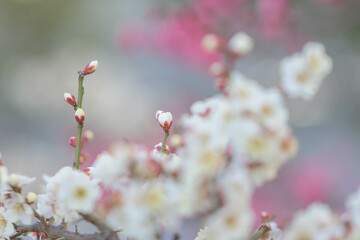 ようやく咲き始めた梅の花　神戸市東灘区で撮影