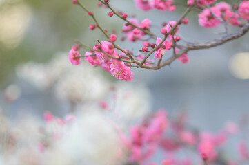 ようやく咲き始めたピンク色の梅の花　神戸市東灘区の公園で撮影