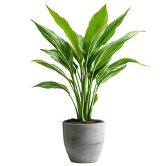 A Small Potted Ginger Plant with Tall Green Leaves Isolated on Transparent Background