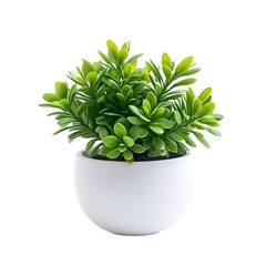 A Small Pot with a Green Plant Isolated on Transparent Background