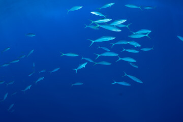ツムブリの群れ　小笠原　東京都