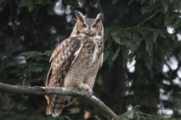Obraz premium Portrait of Great Horned Owl Perched on Branch in Soft Light - Captivating Gaze, Brown and Tan Plumage, Detailed Feathers, Nature, Wildlife