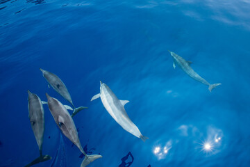 ハシナガイルカ　小笠原