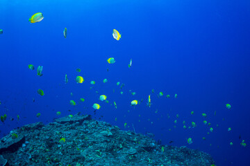 コクテンカタギの群れ　小笠原　東京都