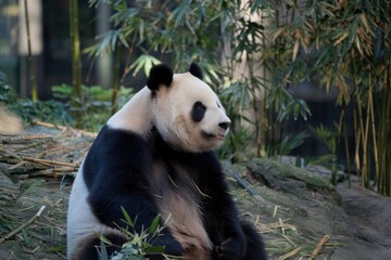 Obraz premium Sitting Against Bamboo in Natural Light, Black and White Fur, Reflective Eyes, Peaceful, Nature Backdrop