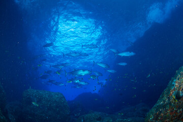 マグロ穴のイソマグロの群れ　小笠原　東京都