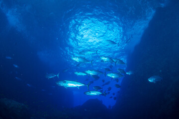 マグロ穴のイソマグロの群れ　小笠原　東京都