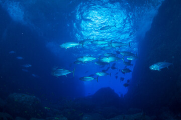 マグロ穴のイソマグロの群れ　小笠原　東京都