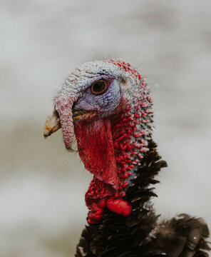 close up of turkey