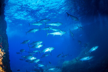 マグロ穴のイソマグロの群れ　小笠原　東京都