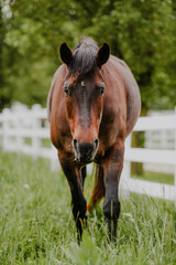 Naklejka premium brown horse in a field