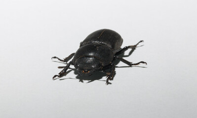 Lesser stag beetle (Dorcus parallelipipedus) female. An insect on a white background.