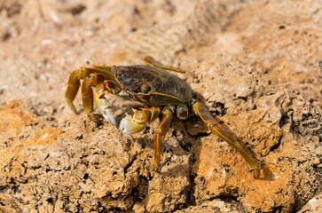 Grapsus albolineatus is a species of decapod crustacean in the family Grapsidae