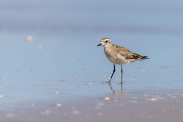 Obraz premium American Golden Plover (Pluvialis dominica) on the beach.
