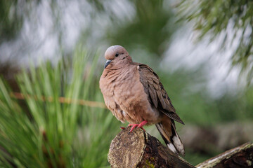 Eared Dove (Zenaida auriculata) perched on a branch.