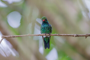 Male Glittering-bellied Emerald hummingbird (Chlorostilbon lucidus) perched on a branch.
