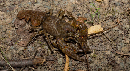 Astacus astacus, the European, noble, or broad-fingered crayfish. A female arthropod.
