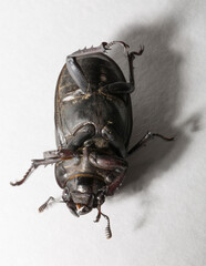 Lucanus cervus is the best-known species of stag beetle (family Lucanidae) in Western Europe. Imago, a female insect on, a white background.