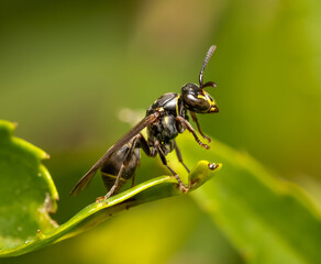Wasp on leaf
