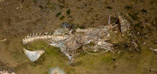 Environmental disaster. Dead fish. The shoreline of the lake. Death of animals.