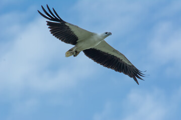 White-bellied sea eagle flying carrying hunted fish on Bengkulu Beach