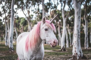 Obraz premium Fantasy Portrait of a White Unicorn with Pink Mane in Dreamy Forest, Magical Creature in Nature, Soft Focus, Mythical, Fairytale Aesthetic, Faded Color Palette