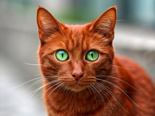 portrait of a cat. cat, animal, pet, feline, kitten, cute, eyes, portrait, fur, pets, cats, domestic, white, kitty, face, looking, red, eye, mammal, animals, beautiful, green, tabby, black, whiskers