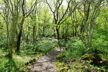 fine path in refreshing forest
