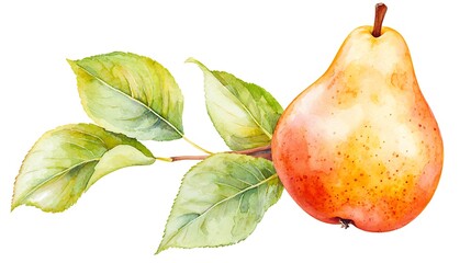 Watercolor style pear illustration nature fruit art botanical close-up freshness
