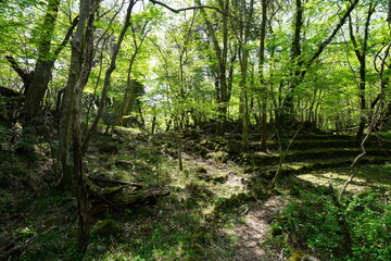 Obraz premium fine path in refreshing forest 