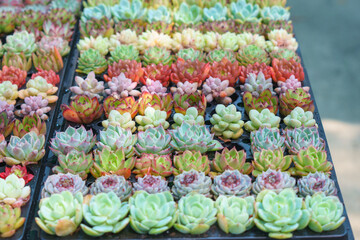 Vibrant Echeveria Rosettes in a Nursery Tray