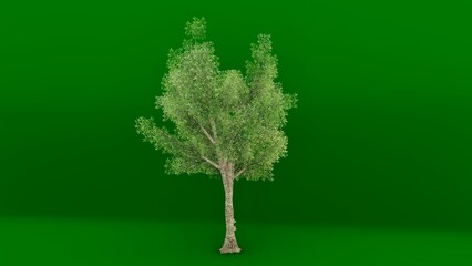 4K. Tree isolated green screen.
