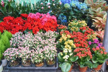 Colorful Assortment of Flowering Plants at a Nursery