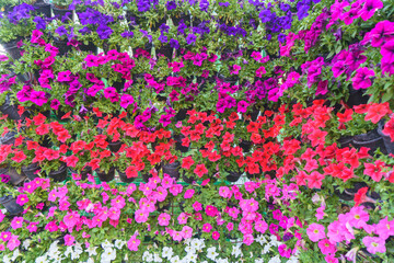 Colorful Petunia Flowers in Full Bloom