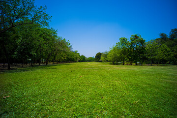 beautiful park, green grass