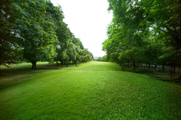 beautiful park, green grass