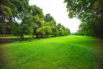 beautiful park, green grass